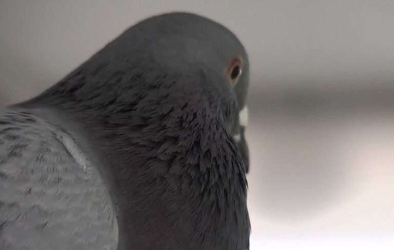 Read more about the article German City Council Gives Green Light To Kill Pigeons By Breaking Their Necks