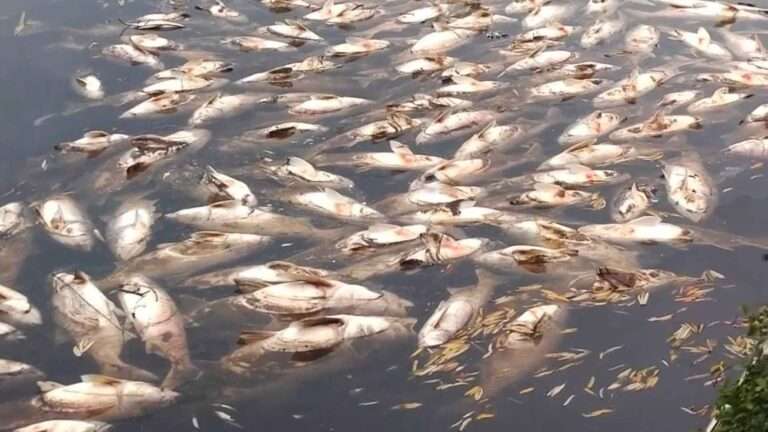 Read more about the article Unexplained Mass Deaths Of Park Lake’s Silver Carp Spark Worry