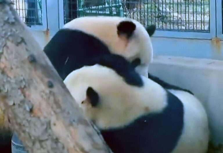 Read more about the article Two Pandas Tussle After One Is ‘Caught’ Trying To Escape