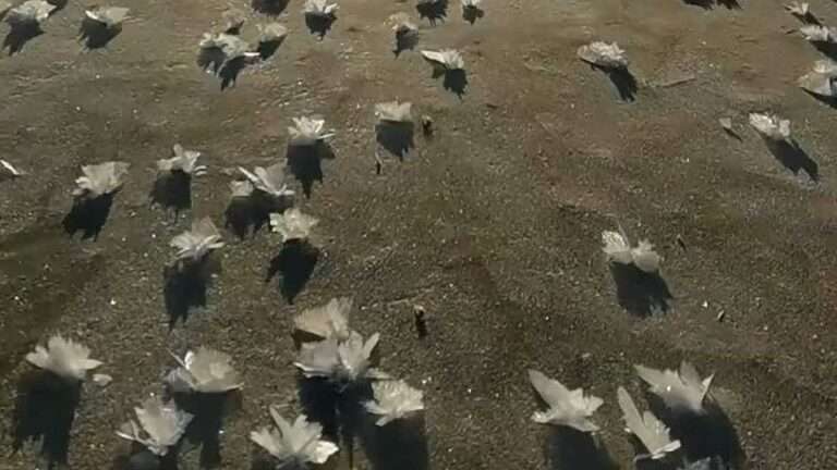 Read more about the article Stunned Netizen Spots Thousands Of Delicate Frost Flowers On Frozen Lake