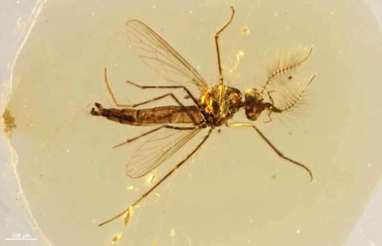 Read more about the article 130-Million-Year-Old Fossil Reveals Male Mosquitoes Could Have Been Blood-Suckers, Too