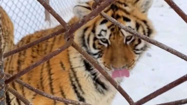 Read more about the article Endangered Siberian Tiger Cub Gets Tongue Stuck To Freezing-Cold Metal Fence