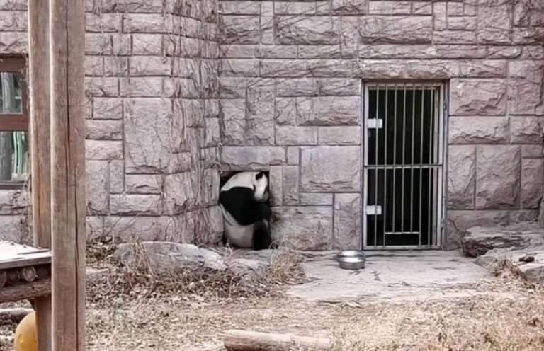 Read more about the article Adorable Panda Entertains Itself By Trying To Fit In Hole Wall