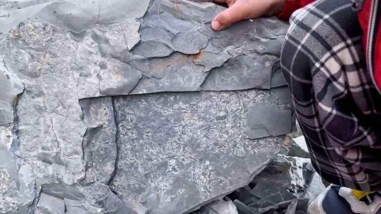 Read more about the article Five-Year-Old Boy Uncovers 500-Million-Year-Old Fossil On Family Hike