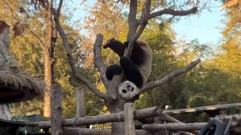 Read more about the article Giant Panda’s Morning Workout Upside-Down In A Tree