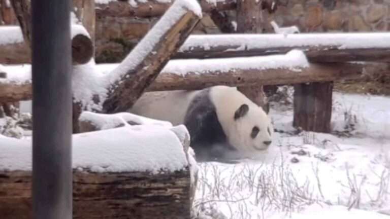 Read more about the article Excited Panda Rolls Around In Fresh Snow