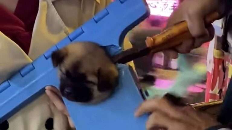 Read more about the article Pup Rescued With Pliers After Getting Head Stuck In Plastic Chair