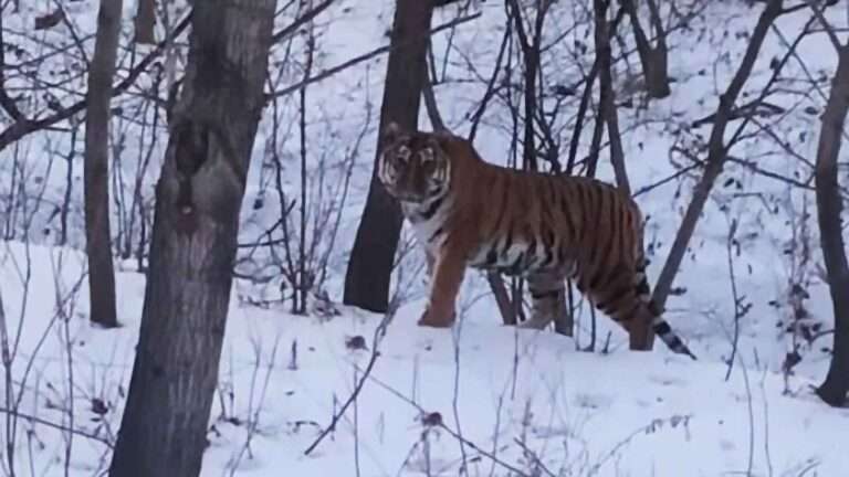 Read more about the article Man Has Face-To-Face Encounter With Rare Siberian Tiger In Snowy Forest