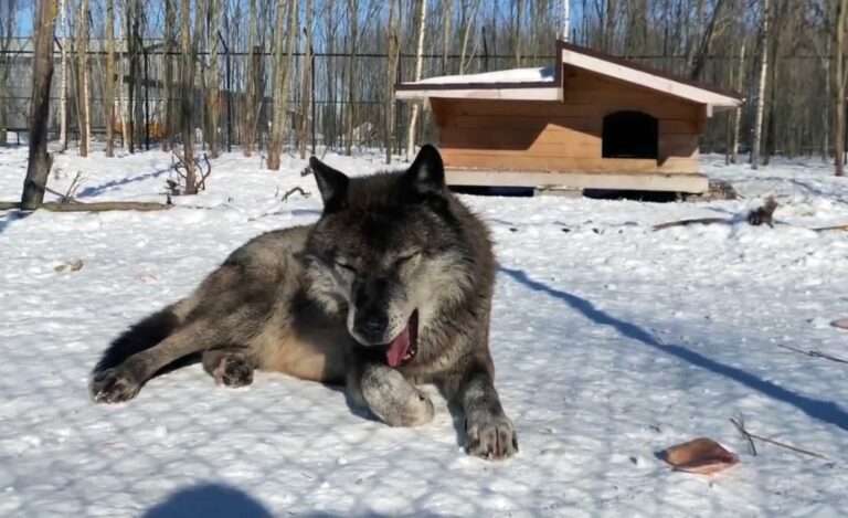 Read more about the article Wolf Struggles To Stay Awake While Sunbathing In Snow-Covered Enclosure