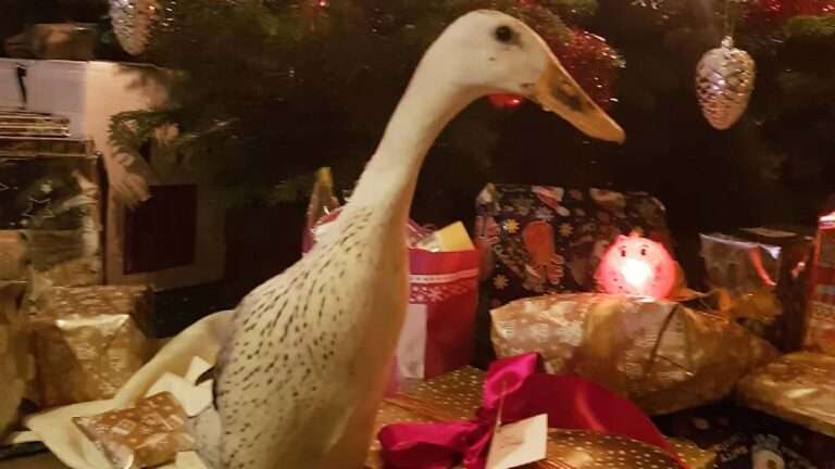 Read more about the article Christmas Duck Saved From Cooking Pot By Tender-Hearted Farmer