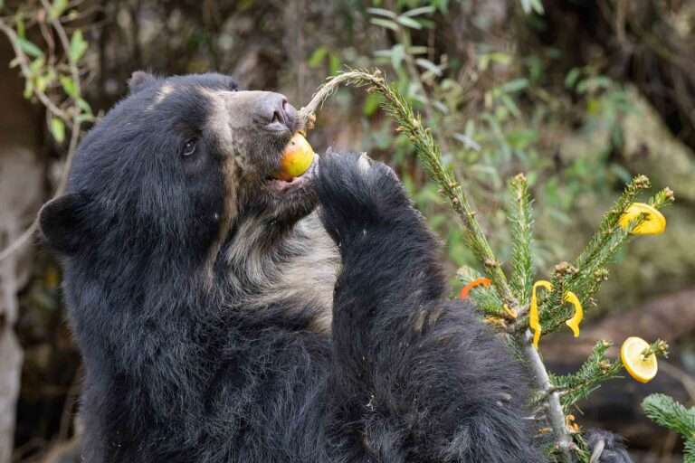Read more about the article Spectacled Bear Eyes Up Fruit And Veg Xmas Tree