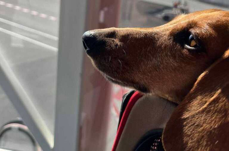 Couple Sue Airline For Throwing Off Their Dachshund