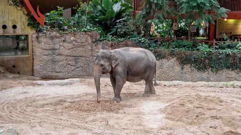 Read more about the article Female Elephant Returns To Swiss Zoo After 28 Years And Waits To Meet Mum And Little Sister