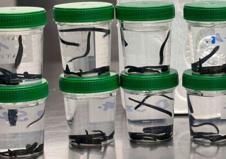 Read more about the article Air Trafficker Caught With 138 Leeches In Suitcase