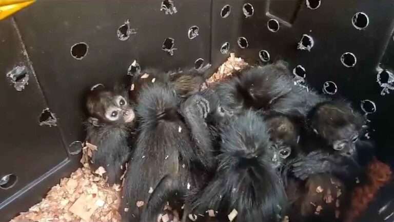 Read more about the article Endangered Spider Monkey Babies Freed From Packing Crates