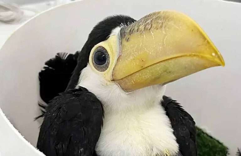 Read more about the article Live Toucan Eggs Found In Woman’s Bra Doing Well After Hatching At Zoo