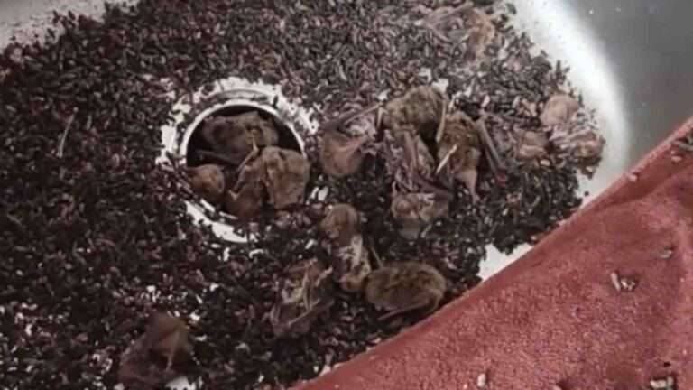 Read more about the article Bat Nest Falls Into Sink After Man Removes Air Conditioning From Wall