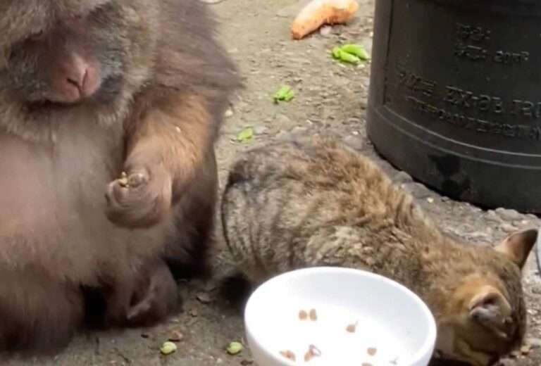 Read more about the article One-Armed Monkey Uses Its Single Limb To Groom Cat’s Fur And Remove Its Fleas