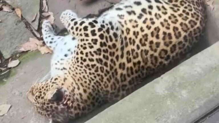 Read more about the article Chubby Amur Leopard Enjoys Cat Nap As Amazed Zoo Visitors Giggle