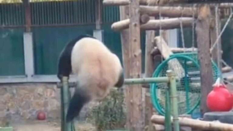 Read more about the article Giant Panda Superstar Performs Series Of Stunts In Enclosure