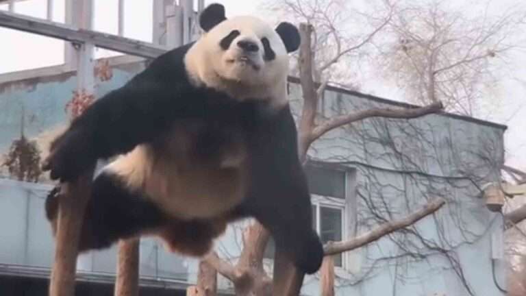 Read more about the article Panda Superstar Goes Up Tree Structure And Continues Fascinating Series Of Stunts