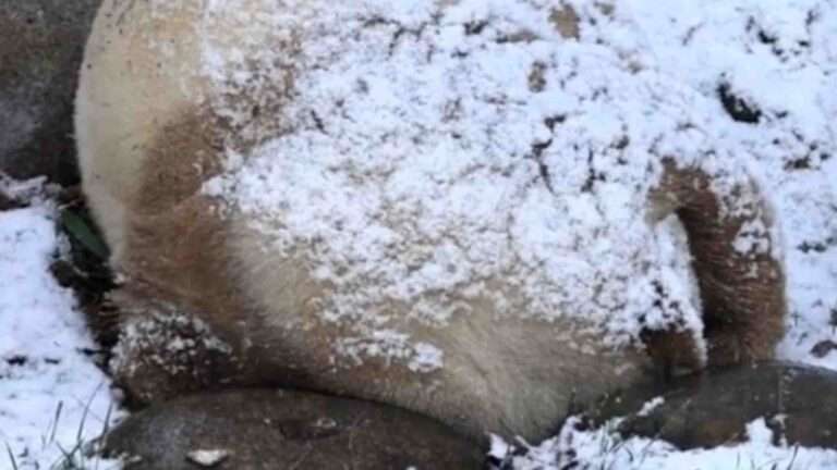 Read more about the article Rare Brown Panda Curls Up For Nap In Falling Snow