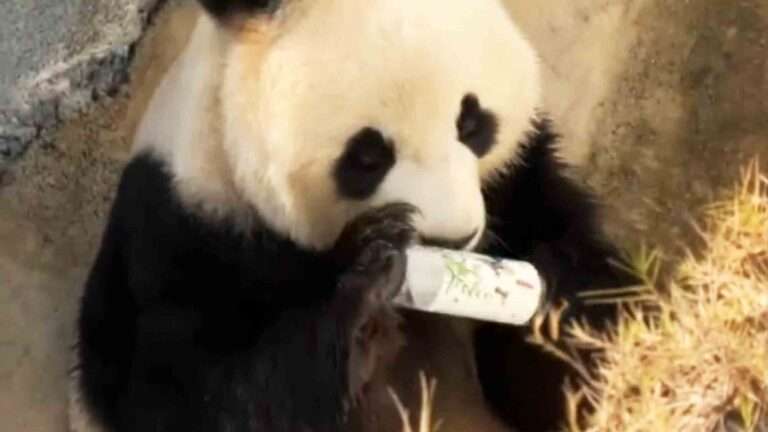 Read more about the article Outrage As Young Panda Chews On Plastic Bottle Thrown Away By Zoo Visitors