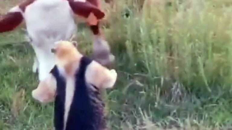 Read more about the article Feisty Anteater Takes On Herd Of Cows