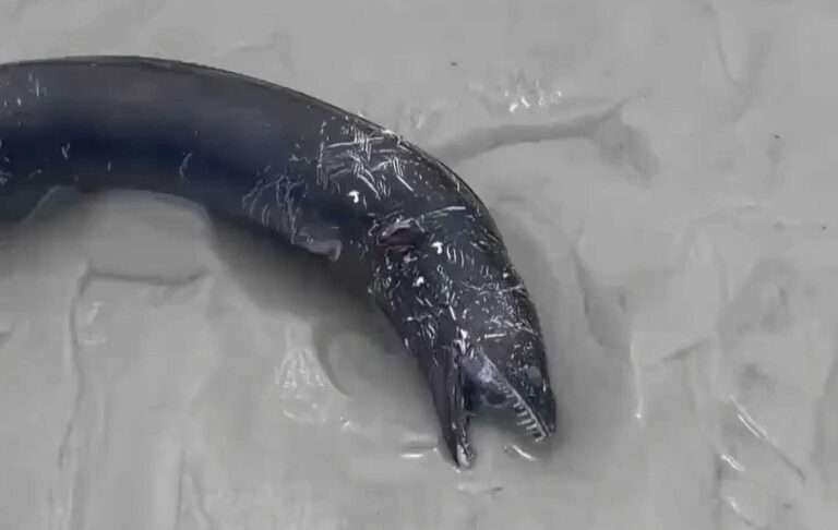 Read more about the article Fang-Toothed Cutthroat Eel Washes Up On Beach