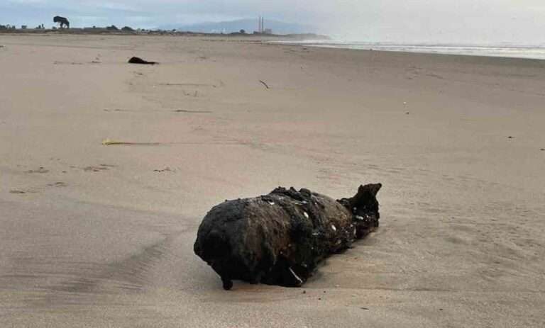 Read more about the article Unexploded WWII Bomb Washes Up On Californian Beach