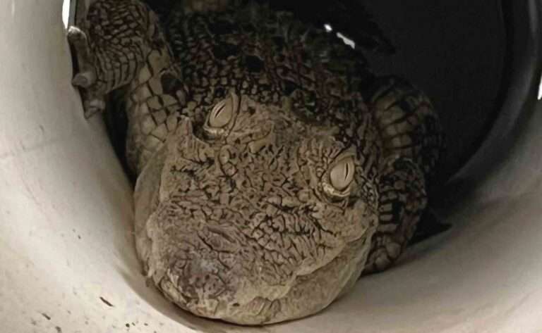Read more about the article Terrified Family Find Saltwater Croc In Chicken Coop