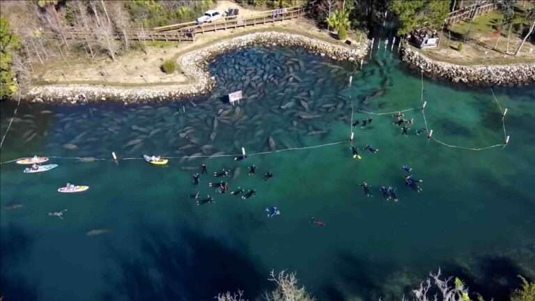 Read more about the article Hundreds Of Manatees Gather By Shore To Seek Refuge From Chilly Temperatures