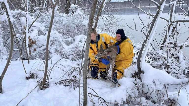 Read more about the article Deer Rescued After It Was Found Stranded And Injured On Frozen Pond