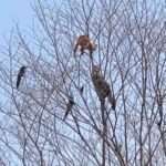 Two Magpies ‘Cheer On’ As Cats Brawl On Top Of A Tree Next To Them