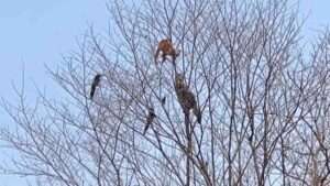 Two Magpies ‘Cheer On’ As Cats Brawl On Top Of A Tree Next To Them