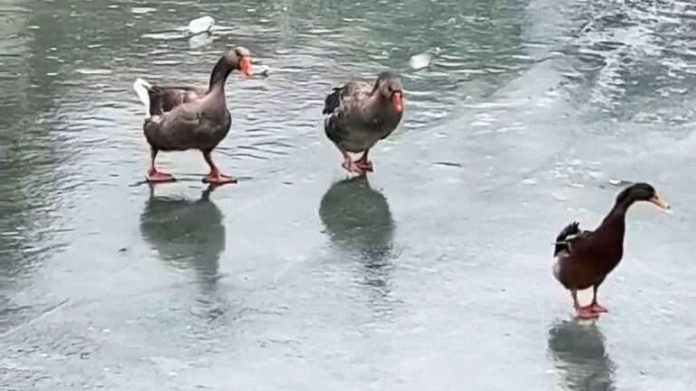 Read more about the article Hilarious Moment Steadfast Duck Waddles On Frozen Pond With Its Webbed Feet Slipping And Sliding On Icy Surface