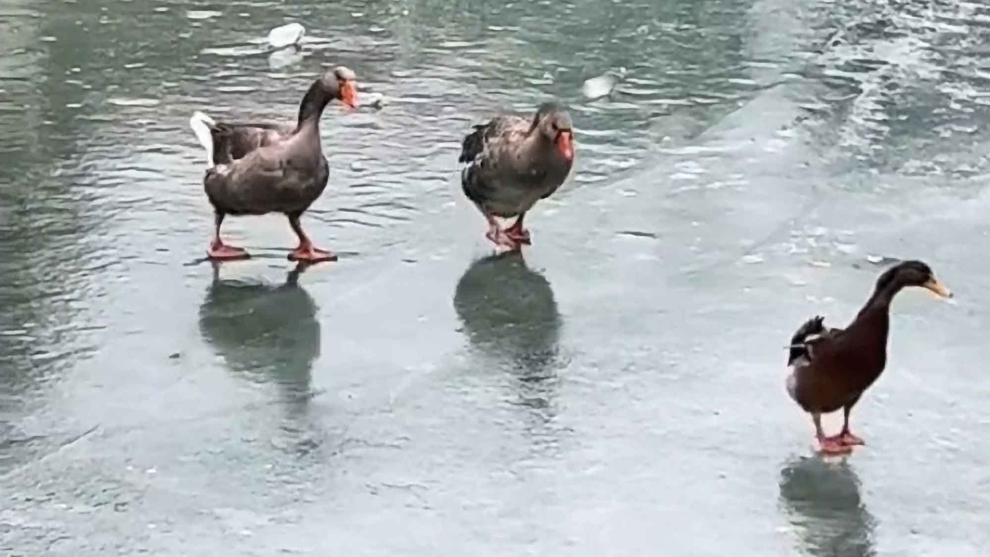 Hilarious Moment Steadfast Duck Waddles On Frozen Pond With Its Webbed Feet Slipping And Sliding On Icy Surface