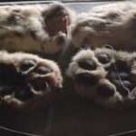 Police Officers Detain Shepherd Who Skinned Protected Snow Leopard And Ate It For Lunch