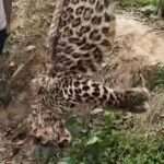 Group Ties Rare Leopard With Rope And Hangs It From Tree After Allegedly Killing It