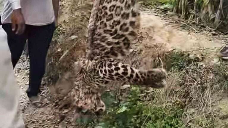 Group Ties Rare Leopard With Rope And Hangs It From Tree After Allegedly Killing It