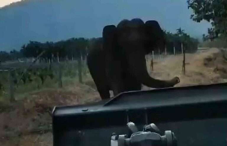 Read more about the article Heartwarming Moment Elephant Mum Raises Trunk To Thank Brave Forest Rangers For Rescuing Calf