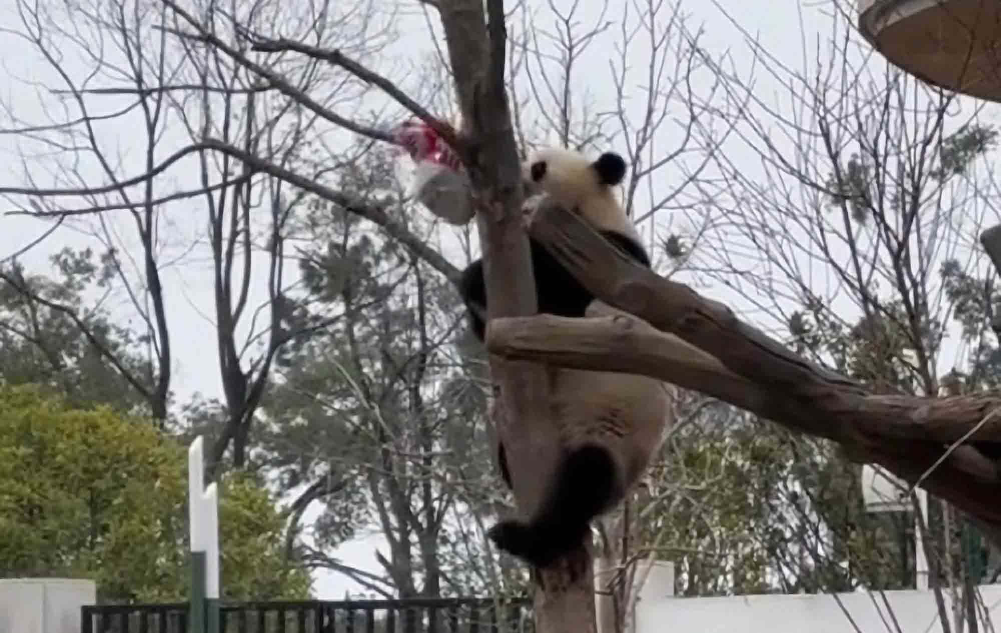 Curious Giant Panda Climbs Tree To Retrieve Flammable Hydrogen Balloon Stuck In Branches And Eats It