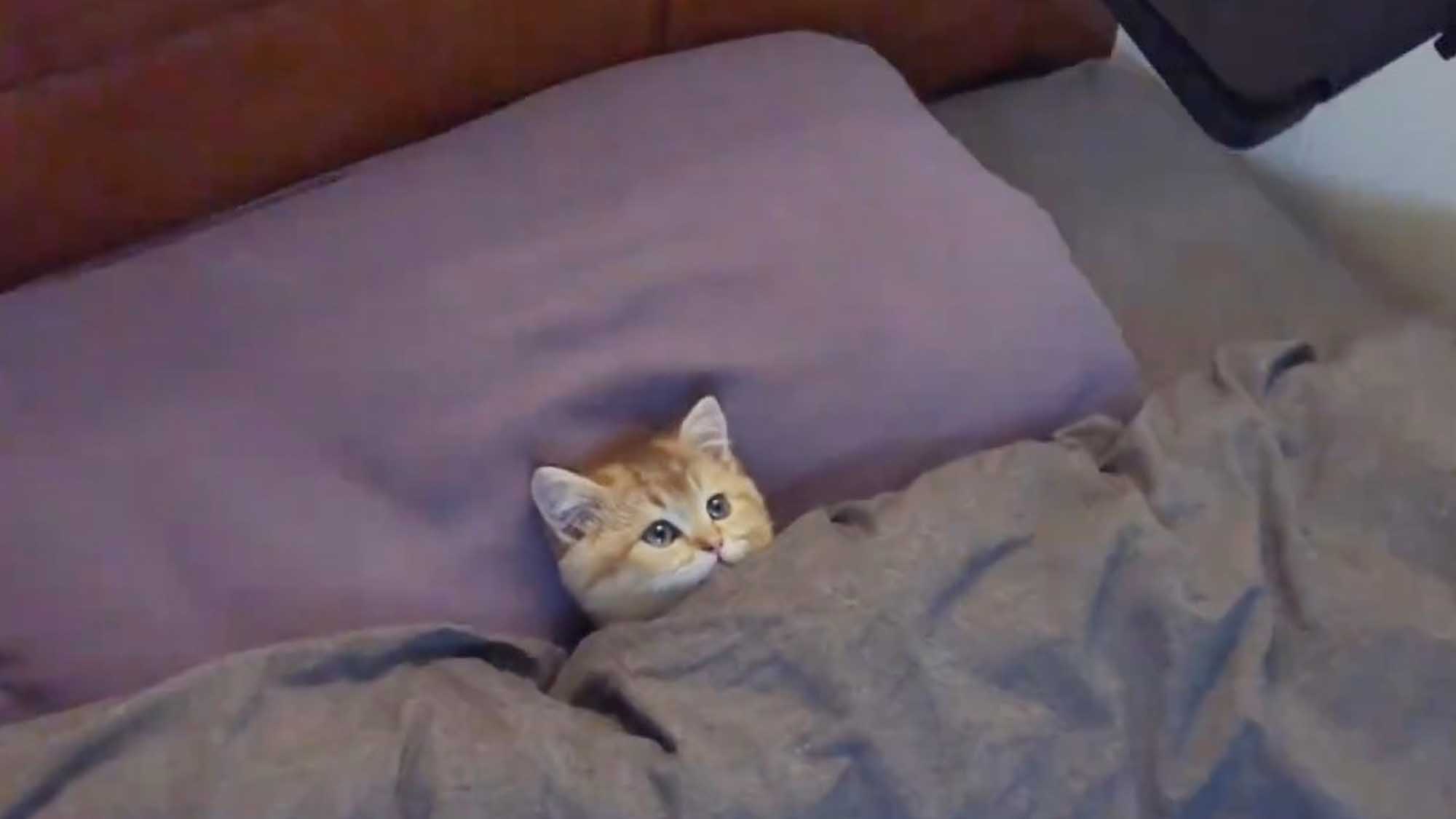 Gloriously Spoilt Feline Lies In Bed Watching ‘SpongeBob SquarePants’ On Overhead Screen