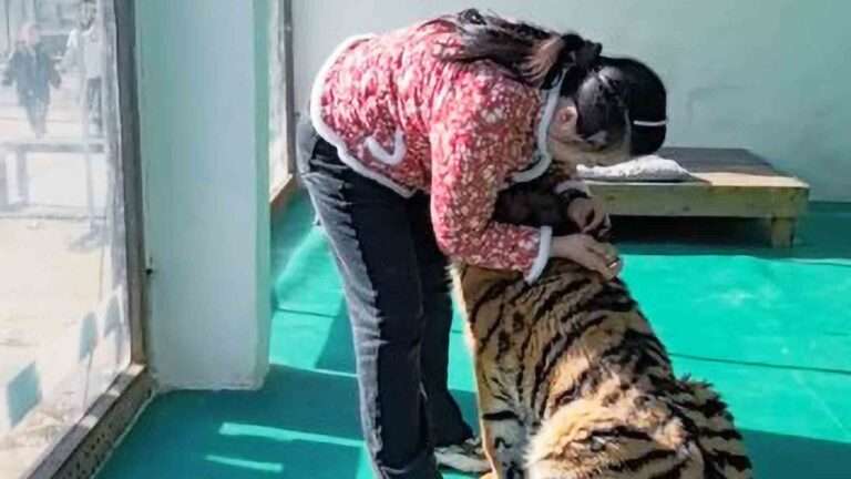 Read more about the article Rare Siberian Tiger Extends Its Paws For Hug Following Jab From Caretaker