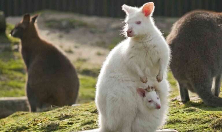 Read more about the article Meet The Adorable Albino Joey Born To White Kangaroo Called Snowflake In Germany