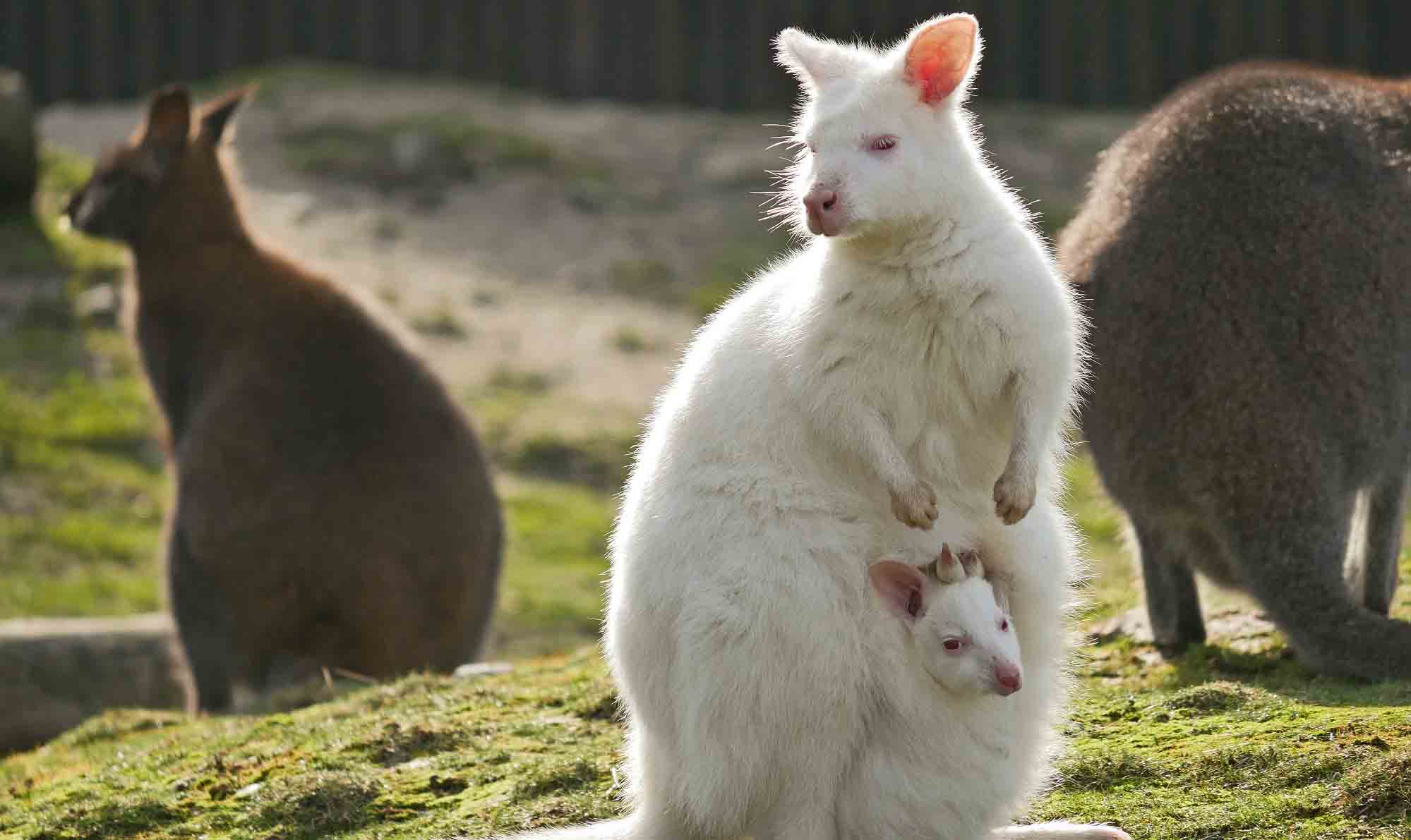 Meet The Adorable Albino Joey Born To White Kangaroo Called Snowflake In Germany
