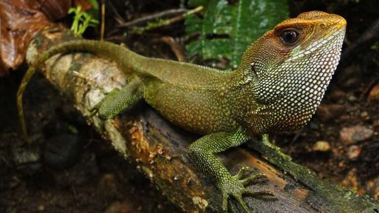 Read more about the article Newly Found Lizard Named After Iron Maiden Singer