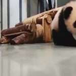 Adorable Moment Panda Cub Tries To Get Away From Mother