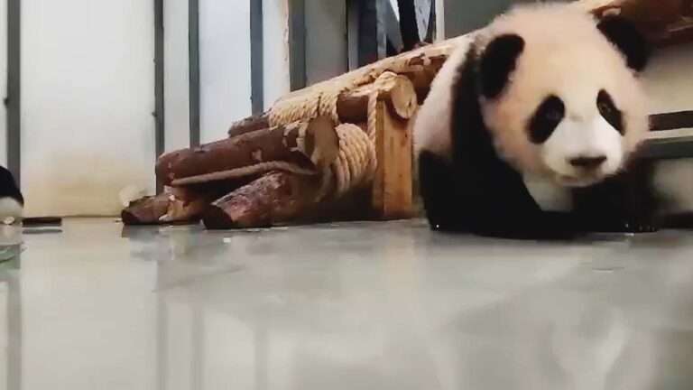 Read more about the article Adorable Moment Panda Cub Tries To Get Away From Mother