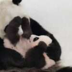 Zoo In No Hurry To Show Off Panda Cub